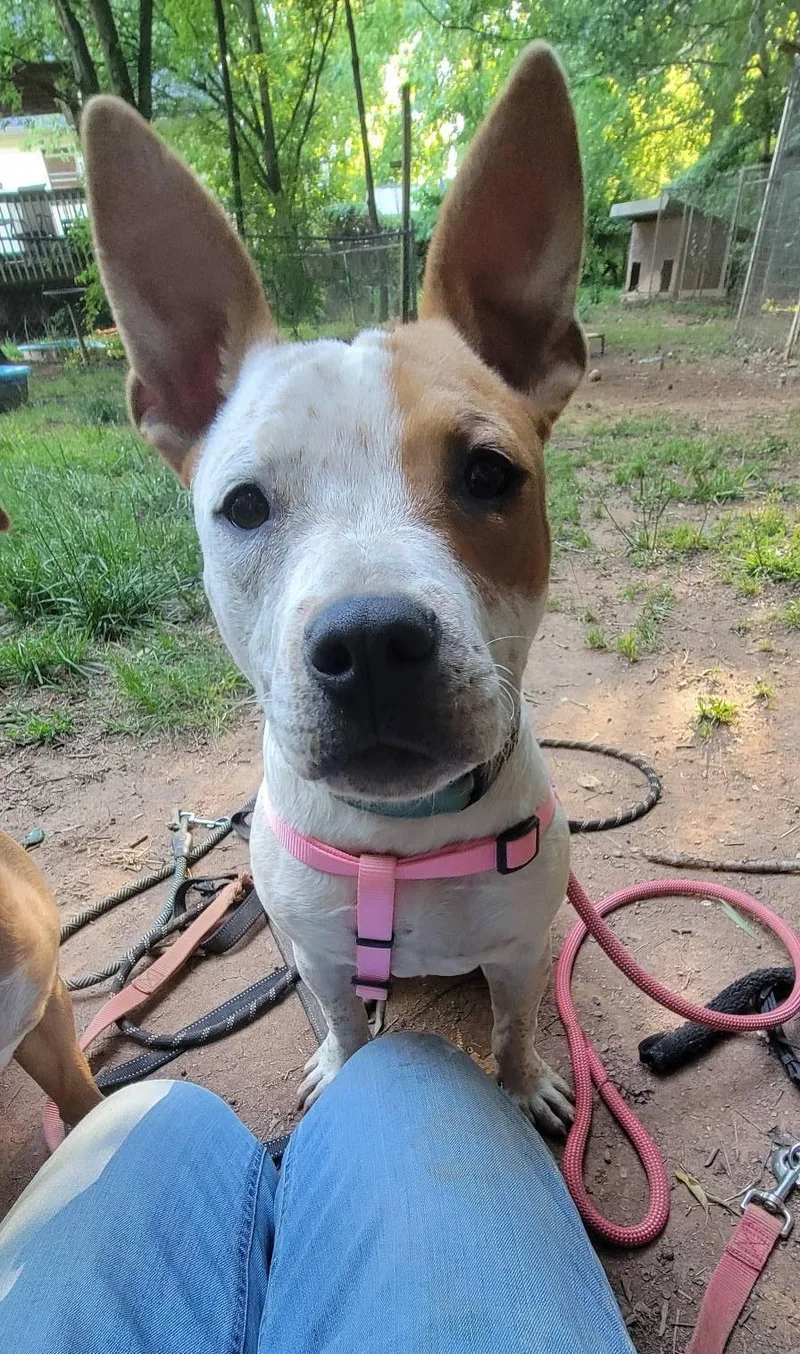 A young medium-sized female American Staffordshire Terrier dog named Jojo for adoption in Arlington, VA