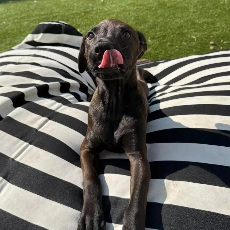 A baby medium-sized female Labrador Retriever dog named Everleigh for adoption in Columbia, SC
