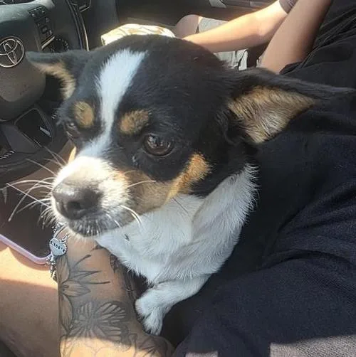 An adult small-sized female Chihuahua dog named Moomoo for adoption in San Antonio, TX