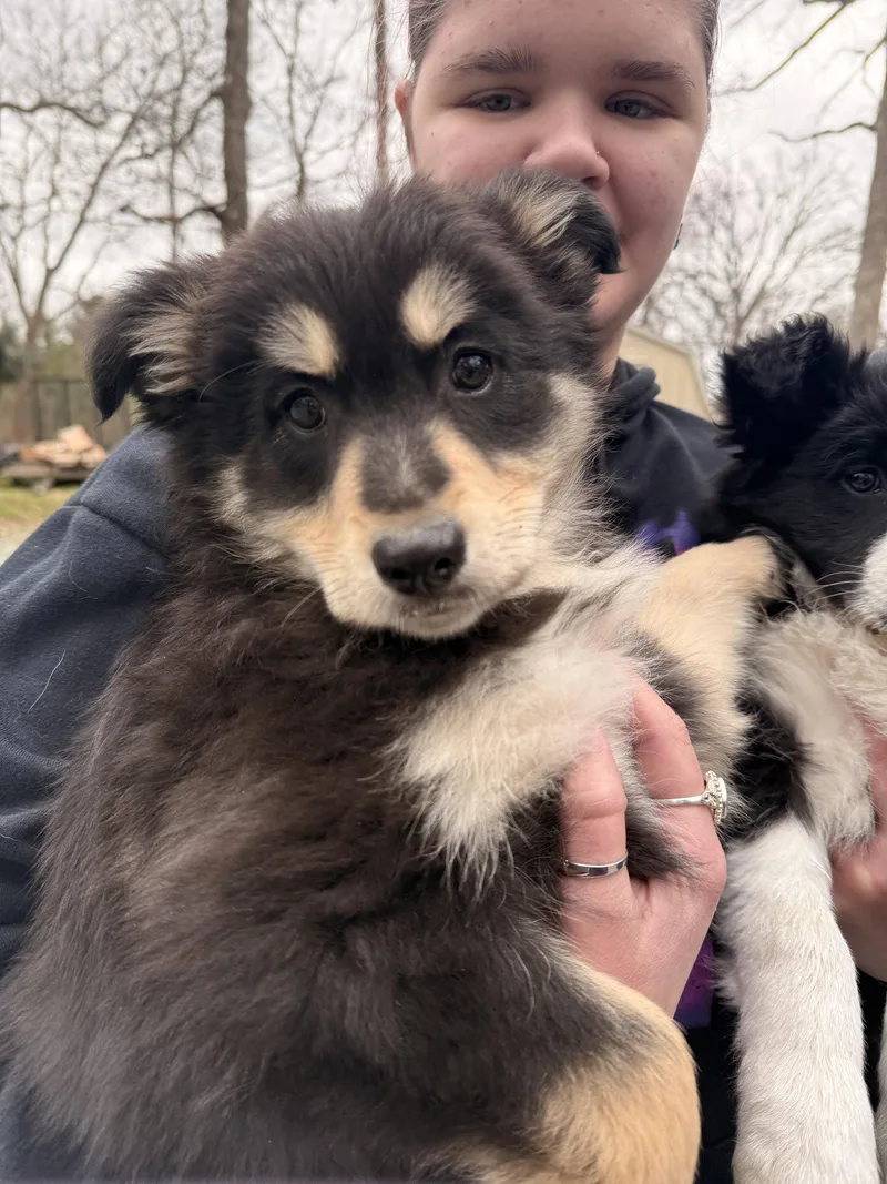 A young medium-sized male Border Collie dog named Bear for adoption in Sanford, NC