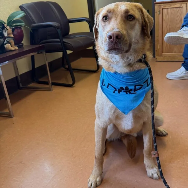 An adult large-sized male Yellow / Tan / Blond / Fawn Yellow Labrador Retriever dog named Copper for adoption in Hawthorne, CA
