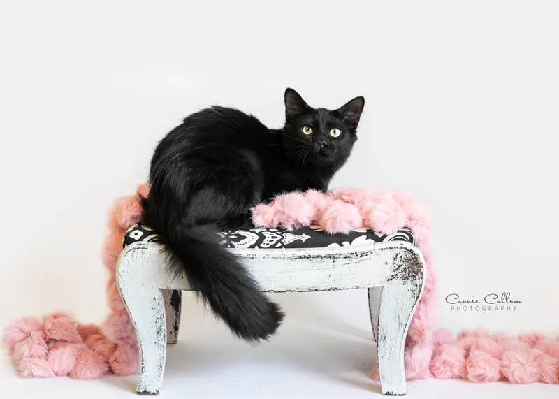 A young medium-sized female Black Domestic Short Hair cat named Jill for adoption in Homewood, AL