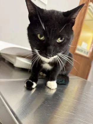 An adult medium-sized male Domestic Short Hair cat named Cap for adoption in Pequot Lakes, MN