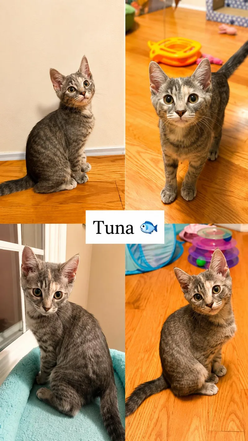 A baby medium-sized female Tabby cat named Tuna for adoption in Greenville, DE