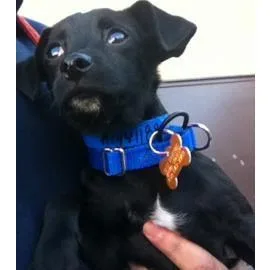 A senior small-sized male Rat Terrier dog named Baxter for adoption in Los Angeles, CA