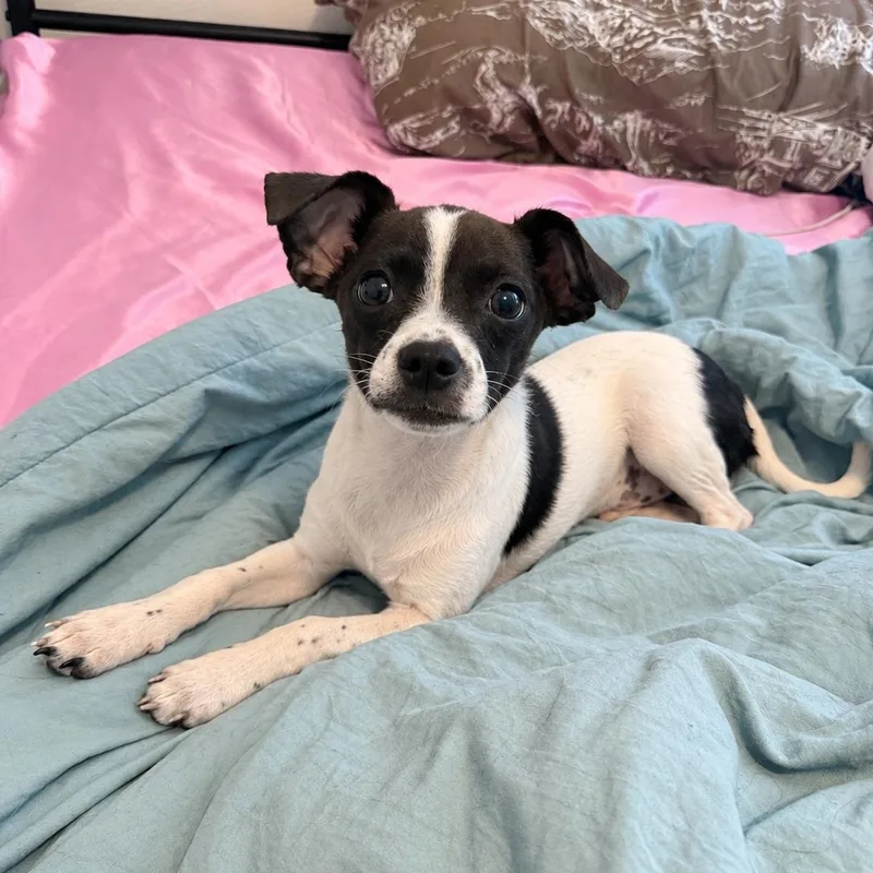 A baby small-sized male Black Chihuahua dog named Prince for adoption in Fresno, CA