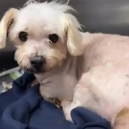 A senior small-sized male Miniature Poodle dog named Snow for adoption in Ramona, CA