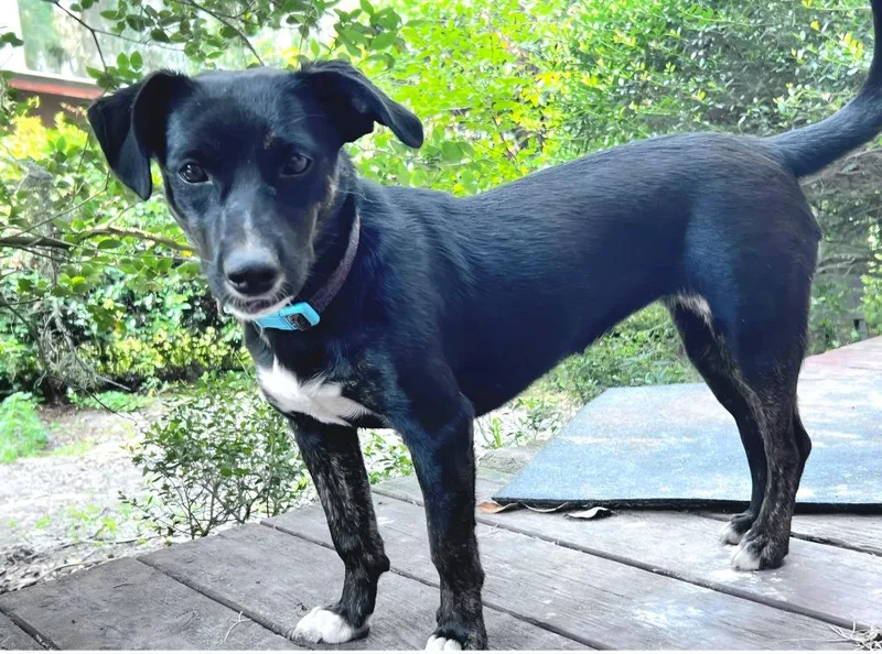 A baby small-sized female Labrador Retriever dog named Squash for adoption in St. Augustine, FL