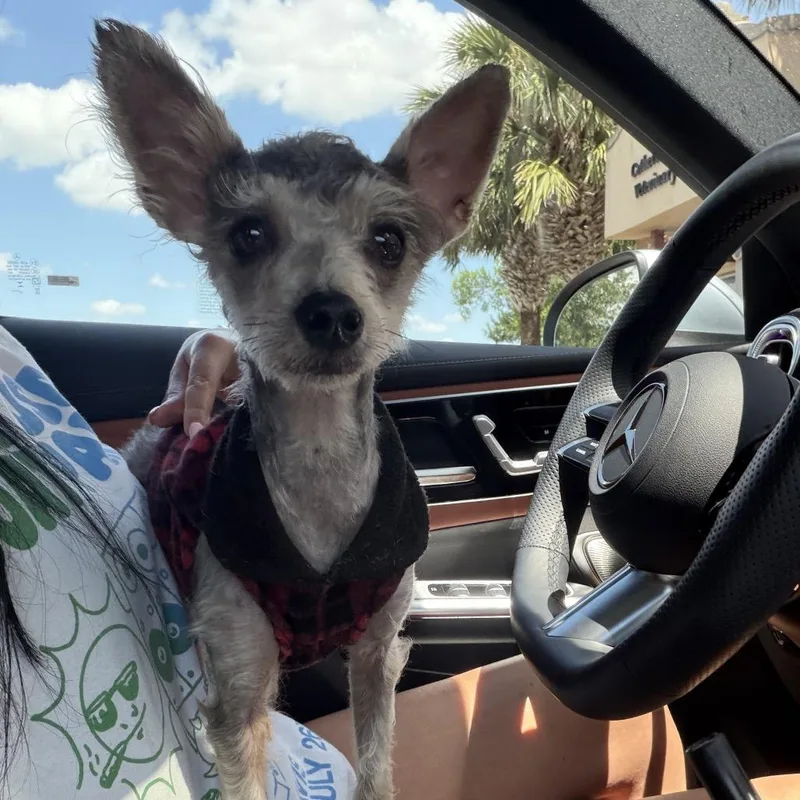 An adult small-sized male Gray / Blue / Silver Yorkie Poo dog named Wiley for adoption in Brownsville, TX