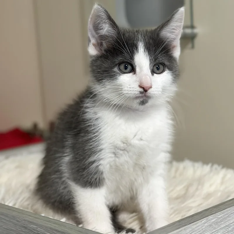 A baby medium-sized female Gray & White Domestic Short Hair cat named Keke for adoption in Victor, NY
