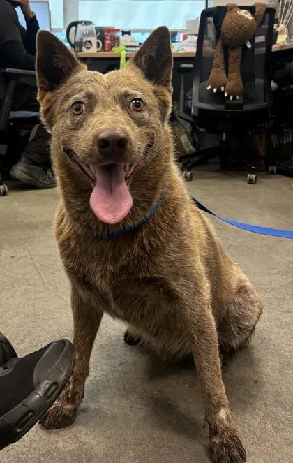 An adult medium-sized male Cattle Dog dog named Beetlejuice for adoption in Fresno, CA