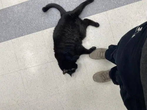 A senior extra large-sized male Black Domestic Short Hair cat named Antonio for adoption in Webster, MA