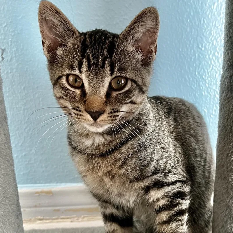 A baby small-sized male Gray / Blue / Silver Domestic Short Hair cat named Drizzle for adoption in Santa Fe, TX