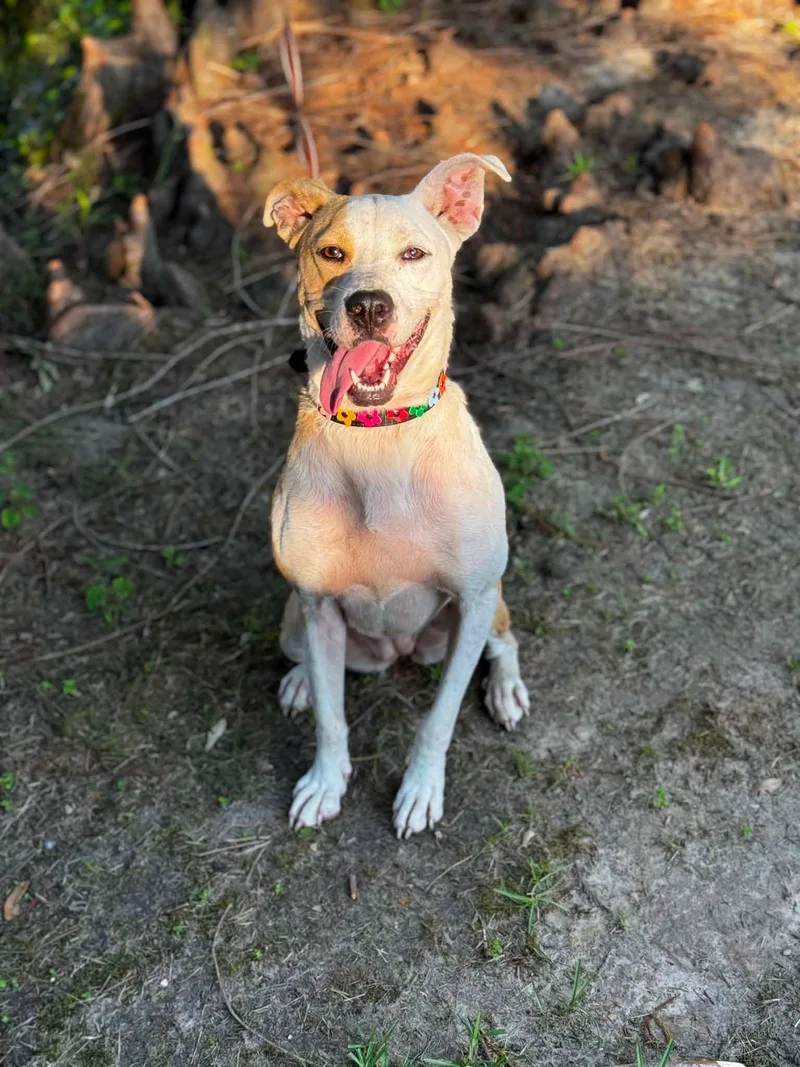A baby medium-sized female Apricot / Beige Labrador Retriever dog named Cassie for adoption in Ocean Springs, MS