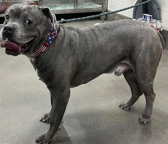 An adult large-sized male Cane Corso dog named Big Mac for adoption in Upper Marlboro, MD