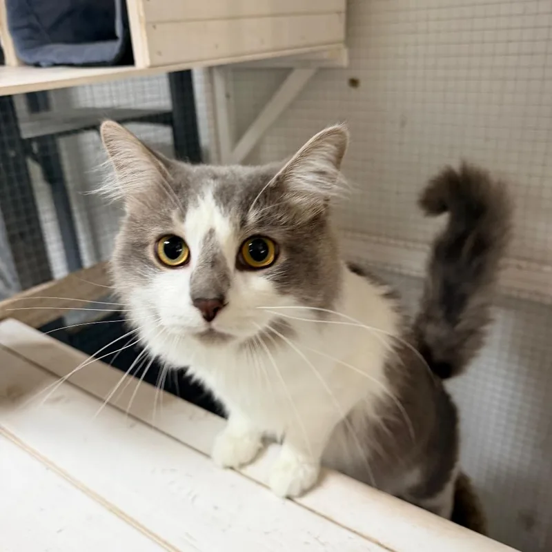 An adult small-sized male Gray / Blue / Silver Russian Blue cat named Nimo for adoption in Nokesville, VA