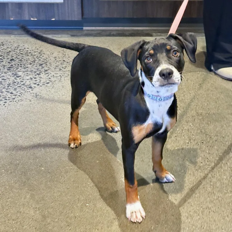 A baby medium-sized female Black Mixed Breed dog named Chai for adoption in Franklin, TN