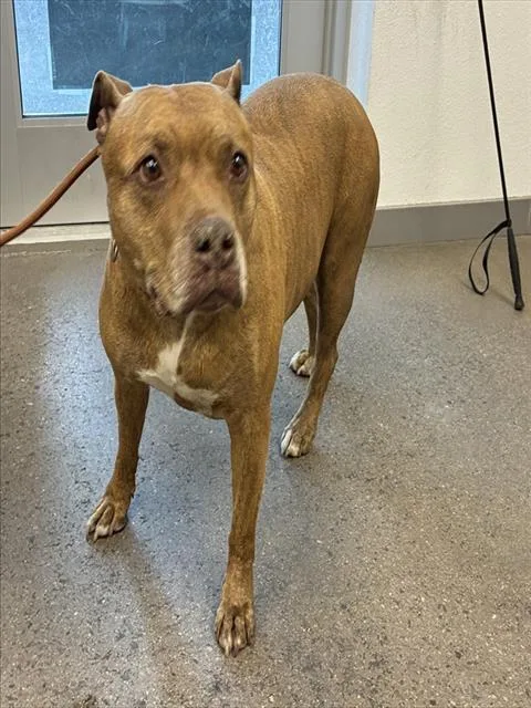 An adult large-sized female Pit Bull Terrier dog named Maple for adoption in Mesa, AZ