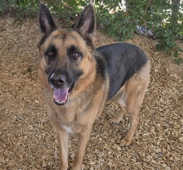 An adult medium-sized female German Shepherd Dog dog named Sage for adoption in Albuquerque, NM