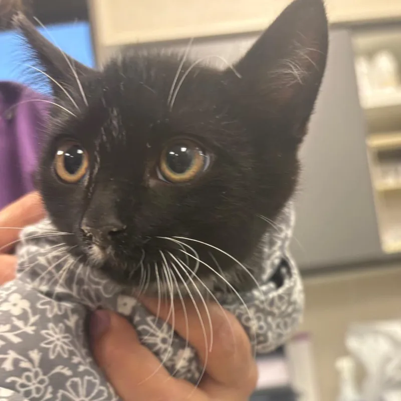 A baby small-sized male Black Domestic Short Hair cat named Five for adoption in Morganton, NC