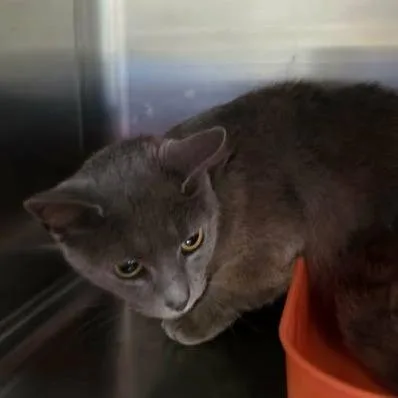 An adult medium-sized female Gray / Blue / Silver Domestic Short Hair cat named Xena for adoption in Washington, DC