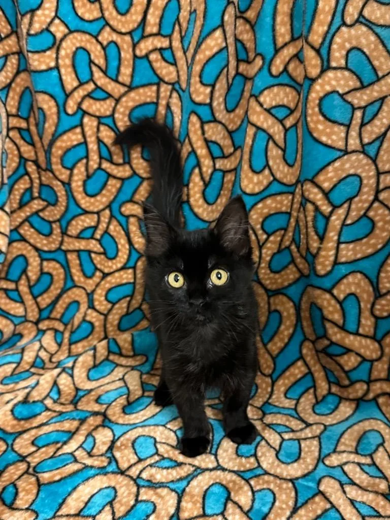 A baby medium-sized female Domestic Medium Hair cat named Trinity for adoption in Newberg, OR