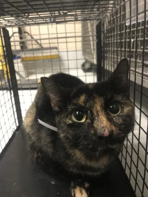A young small-sized female Domestic Short Hair cat named Pepper for adoption in Conroe, TX