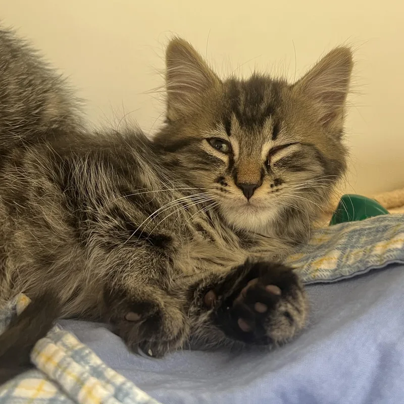 A young medium-sized male Domestic Short Hair cat named Gunner for adoption in Reisterstown, MD