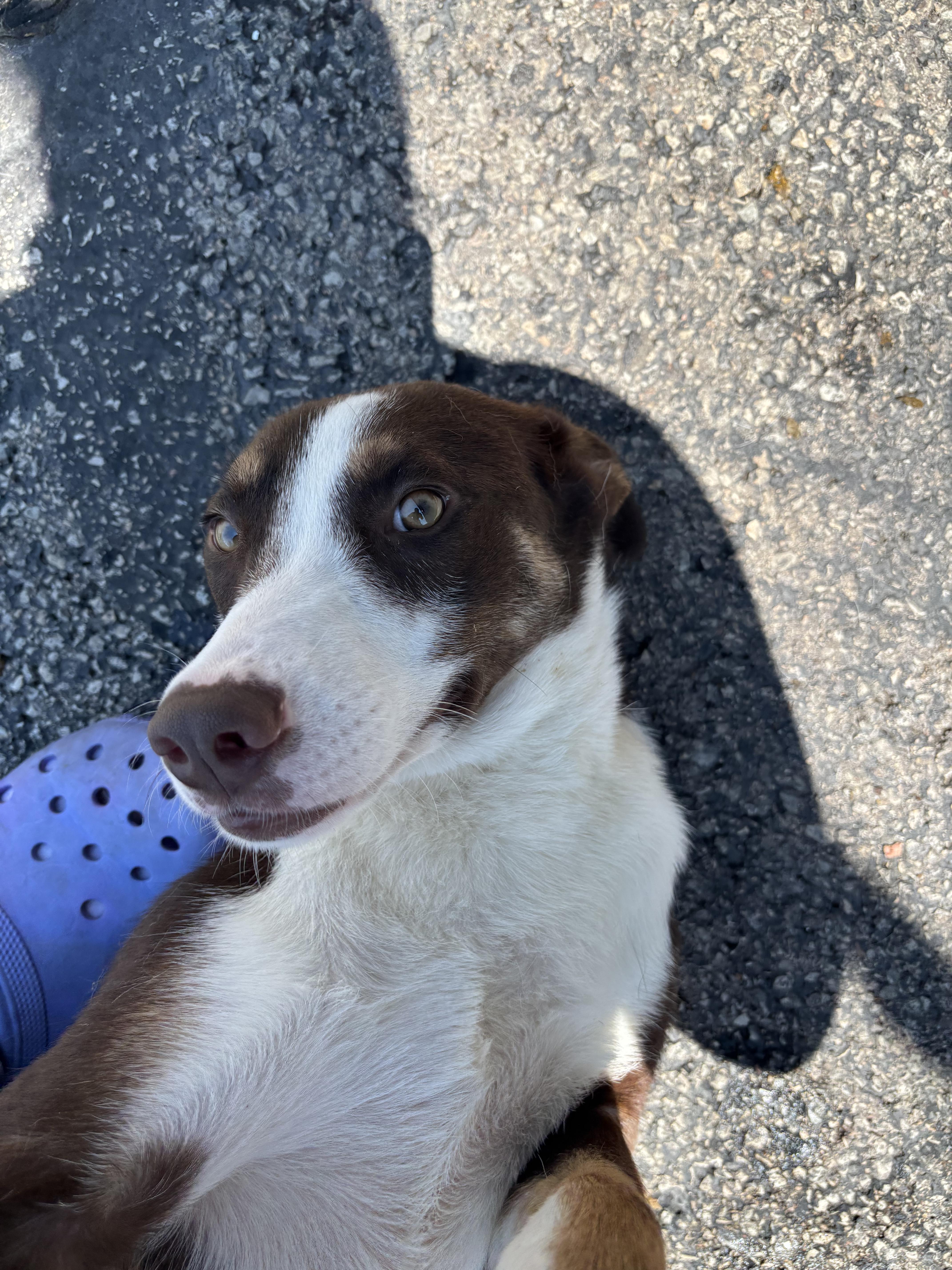 A young medium-sized female Brown / Chocolate Welsh Springer Spaniel dog named Julie for adoption in Joliet, IL