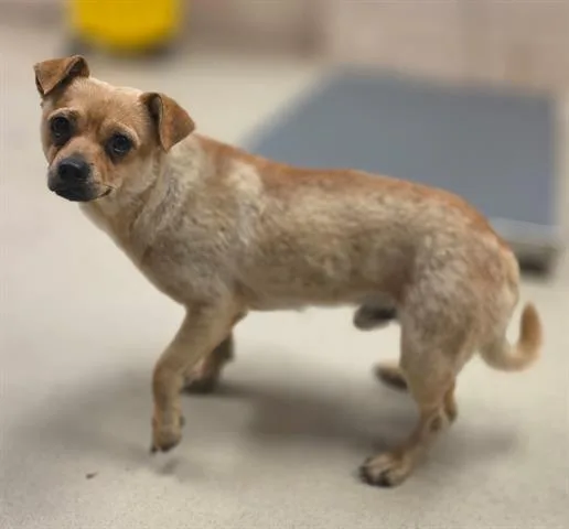 A young small-sized male Chihuahua dog named Twinkie for adoption in Dayton, OH