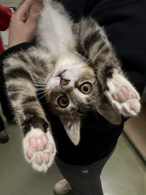 A baby medium-sized male Domestic Short Hair cat named Benny for adoption in Boston, MA