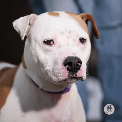 An adult medium-sized female Pit Bull Terrier dog named Moose Tracks for adoption in Ann Arbor, MI