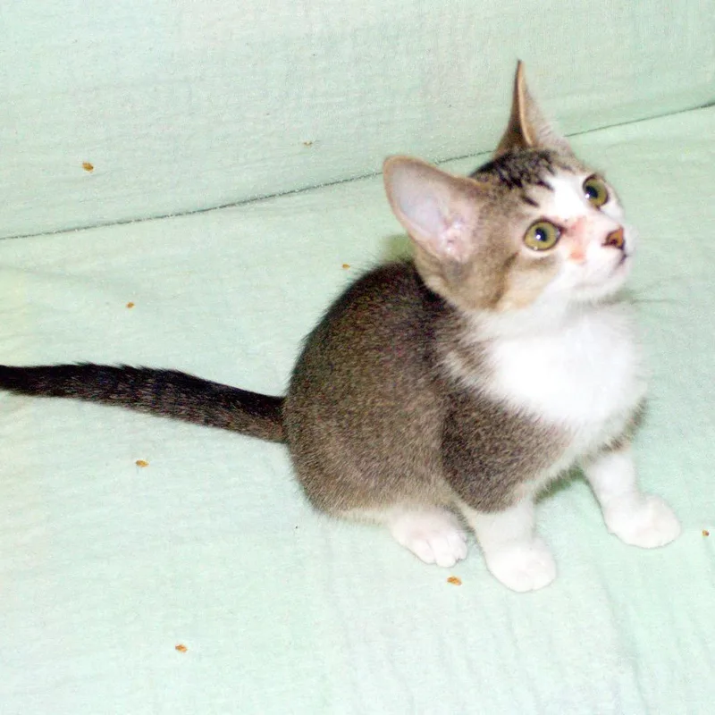 A baby small-sized female Gray / Blue / Silver Domestic Short Hair cat named Puzzle for adoption in Hemet, CA