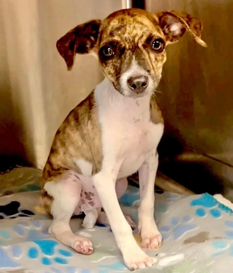 A baby small-sized male Jack Russell Terrier dog named Dakota for adoption in Grand Bay, AL