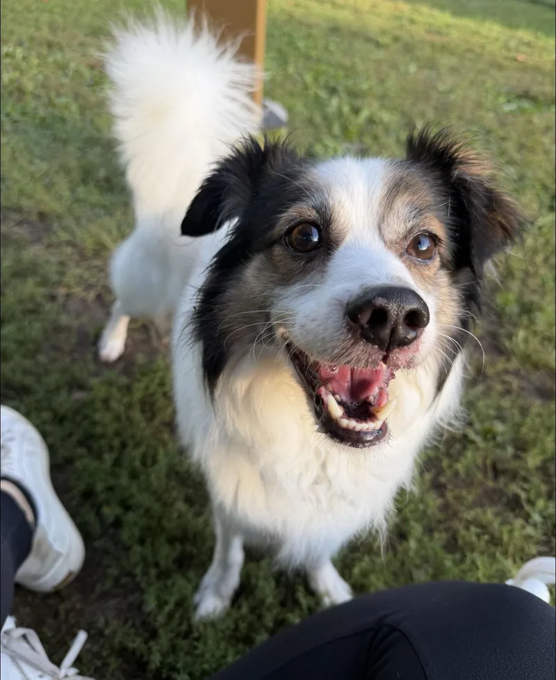 An adult small-sized male White / Cream Papillon dog named Rocky for adoption in North Haven, CT