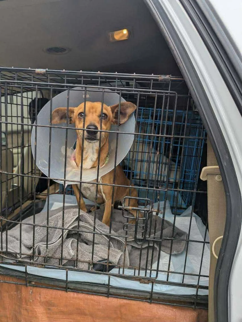 A young small-sized male Brown / Chocolate Chiweenie dog named Nolan for adoption in Williston, VT