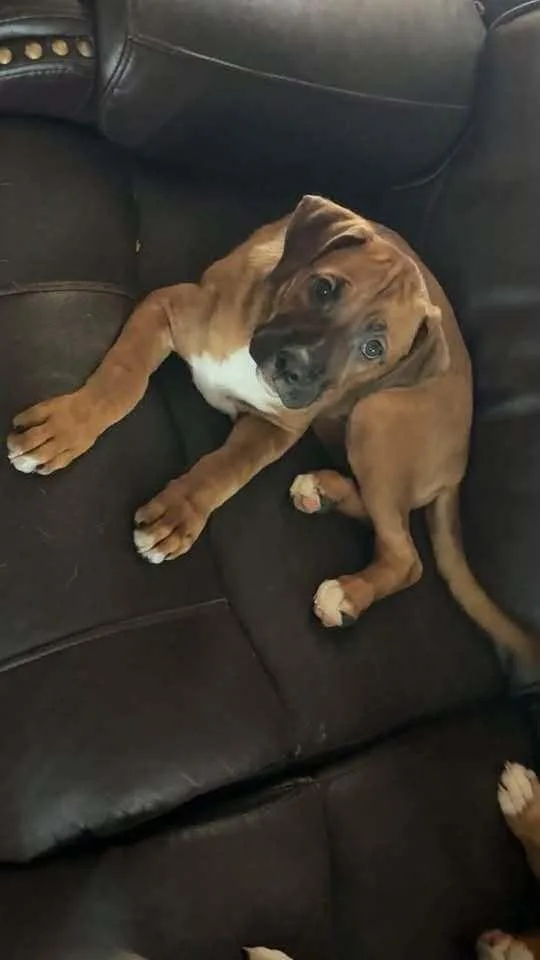 A baby medium-sized female Boxer dog named Taffy for adoption in Denver, CO