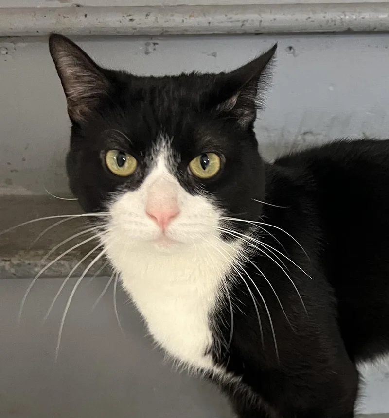An adult large-sized male Black & White / Tuxedo Tuxedo cat named Anthony for adoption in Ringwood, NJ