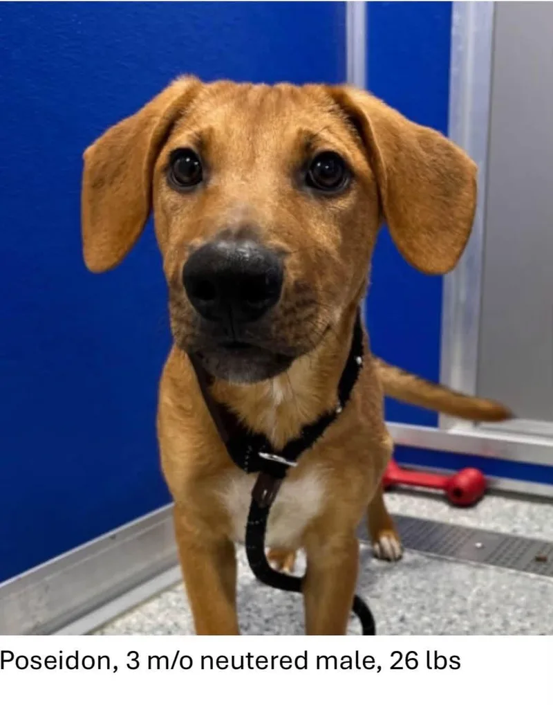 A baby medium-sized male Hound dog named Poseidon for adoption in Oswego, IL