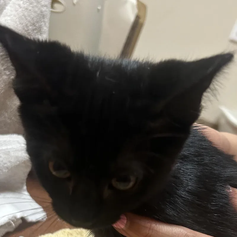 A baby small-sized male Black Domestic Short Hair cat named Bbq for adoption in Santa Barbara, CA