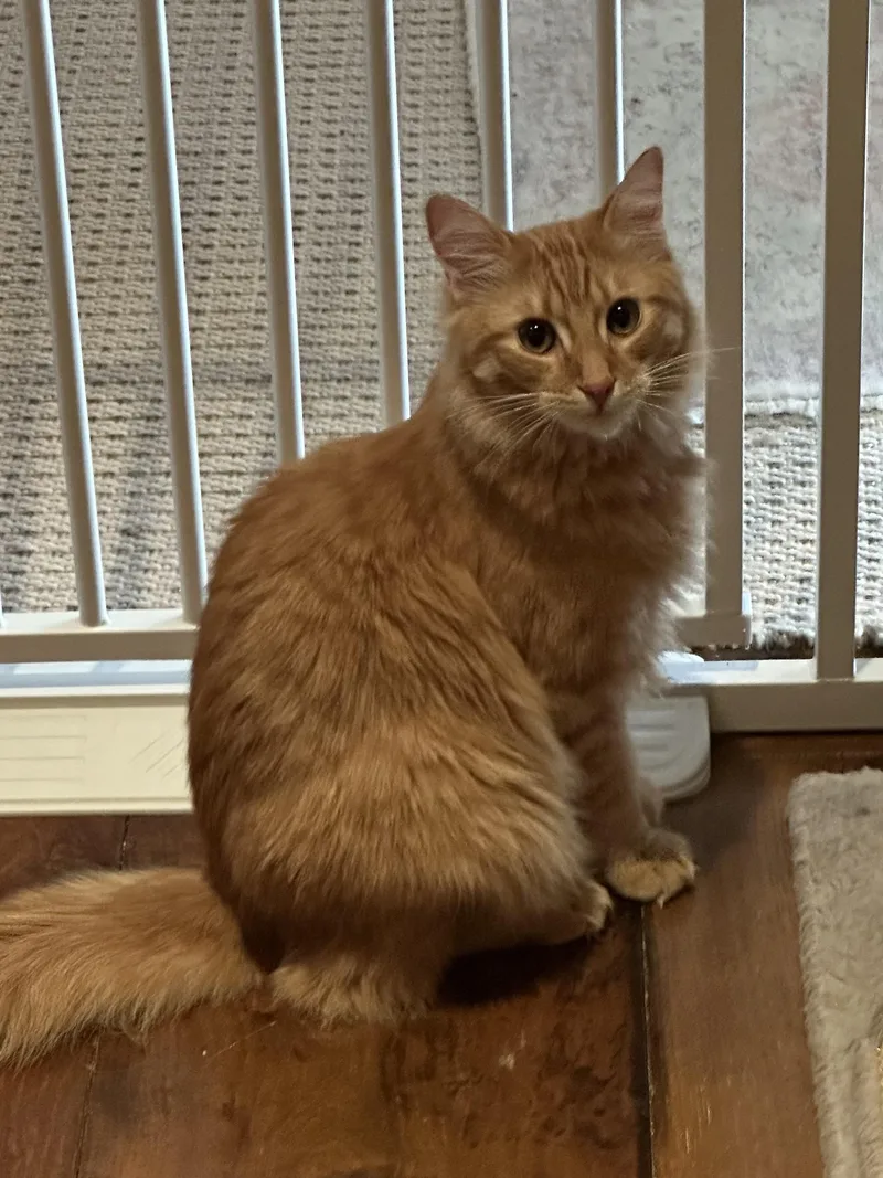 A baby medium-sized male Domestic Long Hair cat named Red Velvet for adoption in Los Gatos, CA