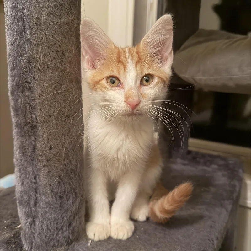 A baby medium-sized male Orange & White Domestic Short Hair cat named Beanie for adoption in Corinth, MS