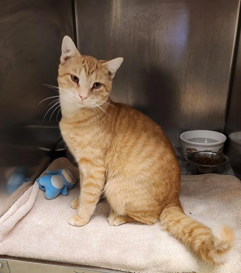 A young medium-sized male Tabby (Orange / Red) Domestic Short Hair cat named Garfield for adoption in Clayton, NJ