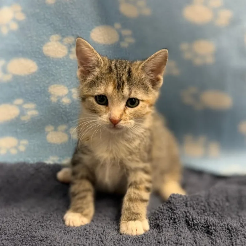 A baby small-sized female Torbie Domestic Short Hair cat named Meenie for adoption in Bullhead City, AZ
