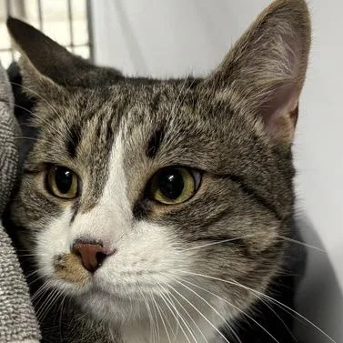 An adult large-sized male Domestic Short Hair cat named Buffy for adoption in New York, NY