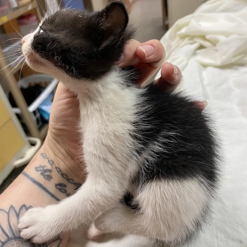 A baby small-sized male White Domestic Short Hair cat named Connor for adoption in Norfolk, NE