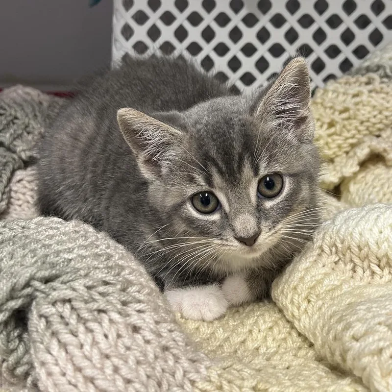 A baby small-sized female Gray / Blue / Silver Domestic Short Hair cat named Loop for adoption in Binghamton, NY