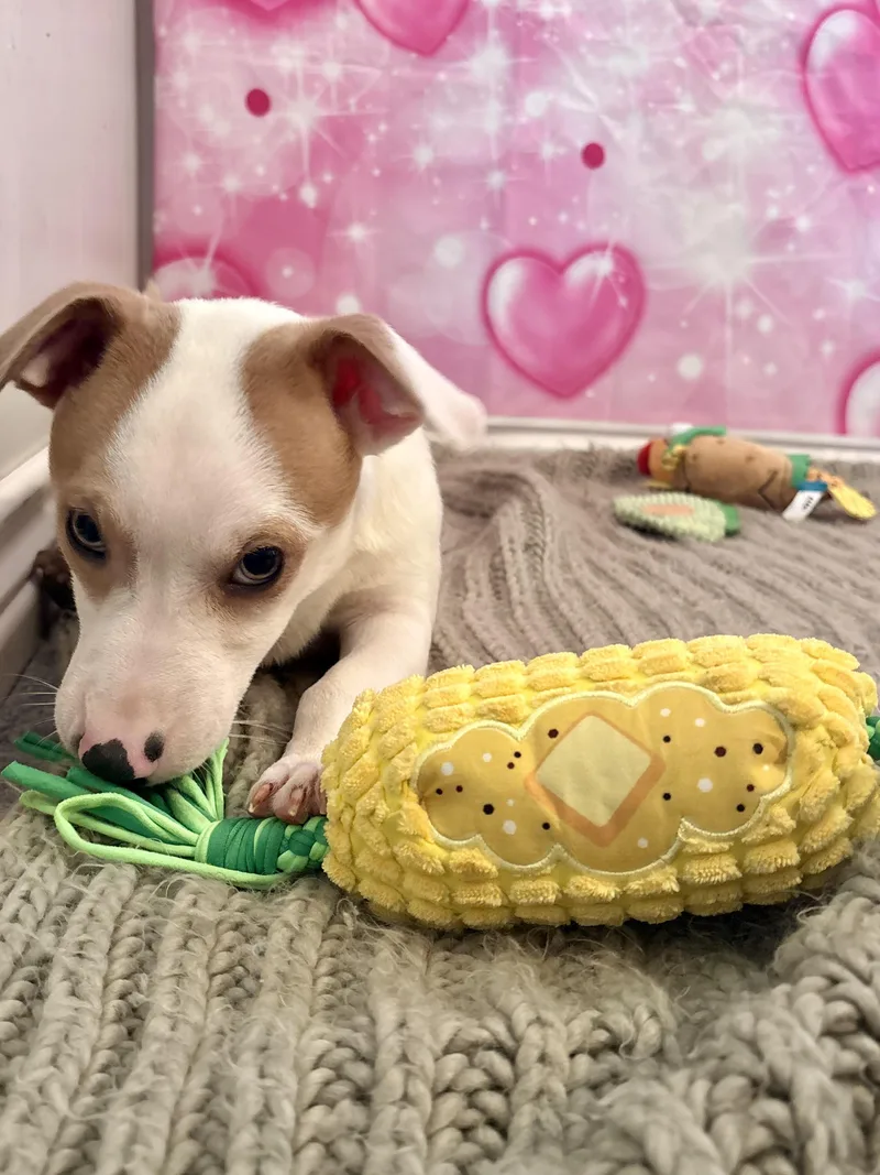 Sprout thumbnail 2