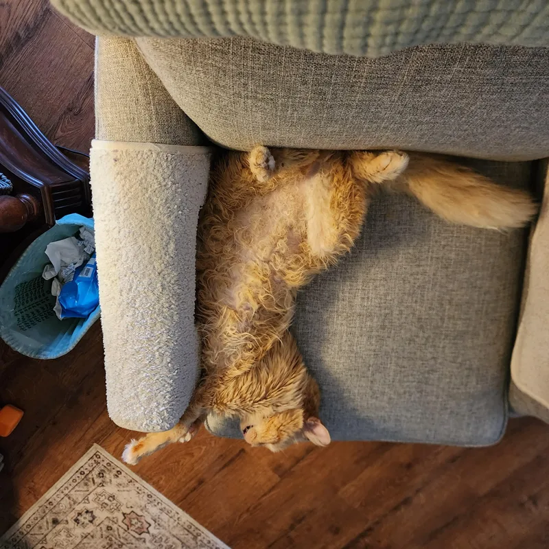 A senior large-sized male Tabby (Orange / Red) Domestic Long Hair cat named Maxwell for adoption in Nashville, TN