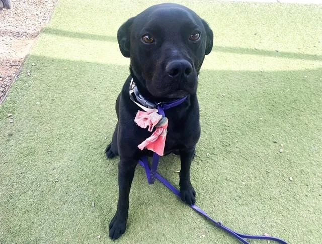 A young large-sized male Labrador Retriever dog named Elmo for adoption in Phoenix, AZ
